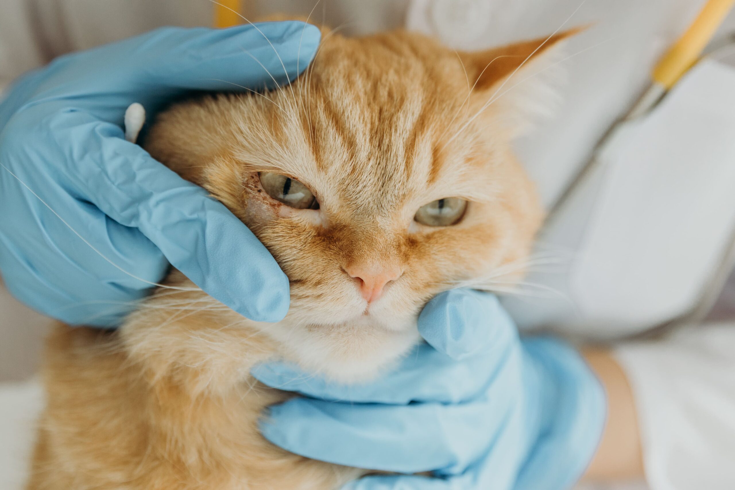 a-young-girl-veterinarian-examines-the-wounded-eye-2025-03-06-03-26-39-utc (1)